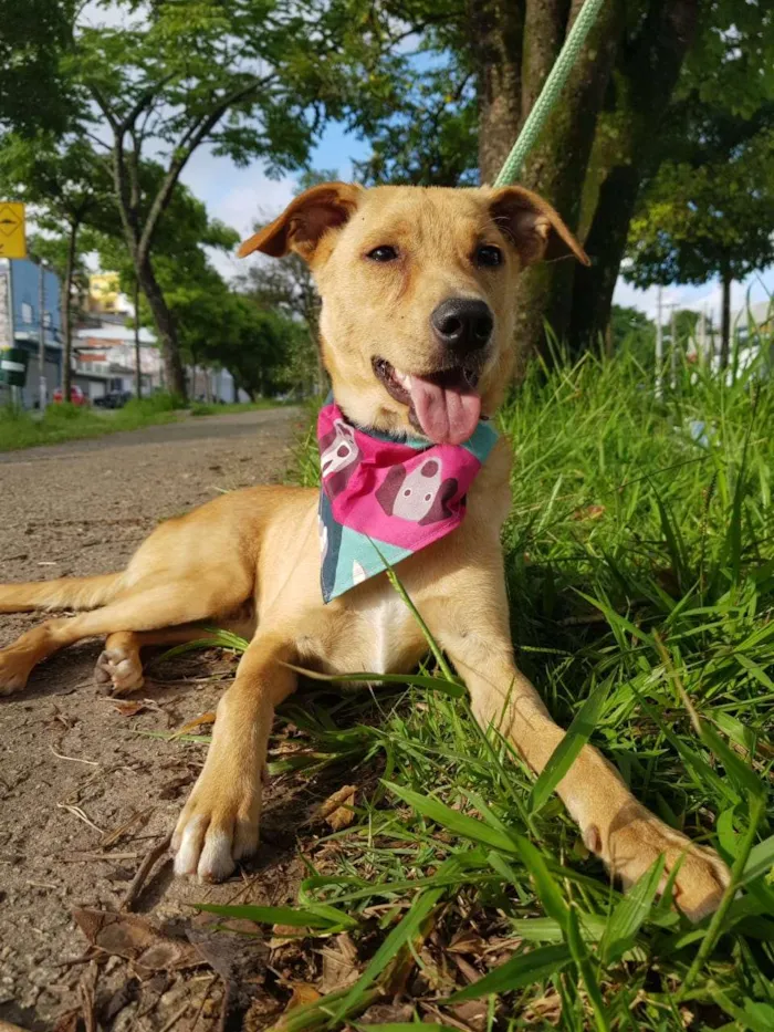 Cachorro ra a SRD idade 7 a 11 meses nome Caramelo