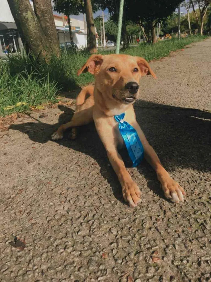Cachorro ra a SRD idade 7 a 11 meses nome Caramelo