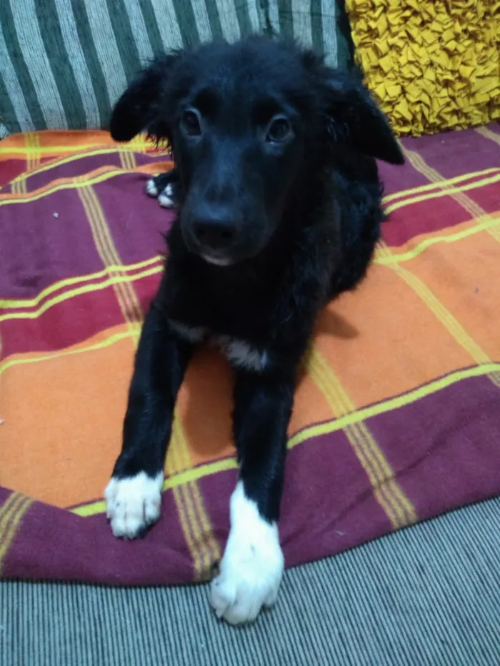 Cachorro ra a SRD idade 2 a 6 meses nome Catarina