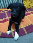 Catarina
