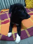 Catarina