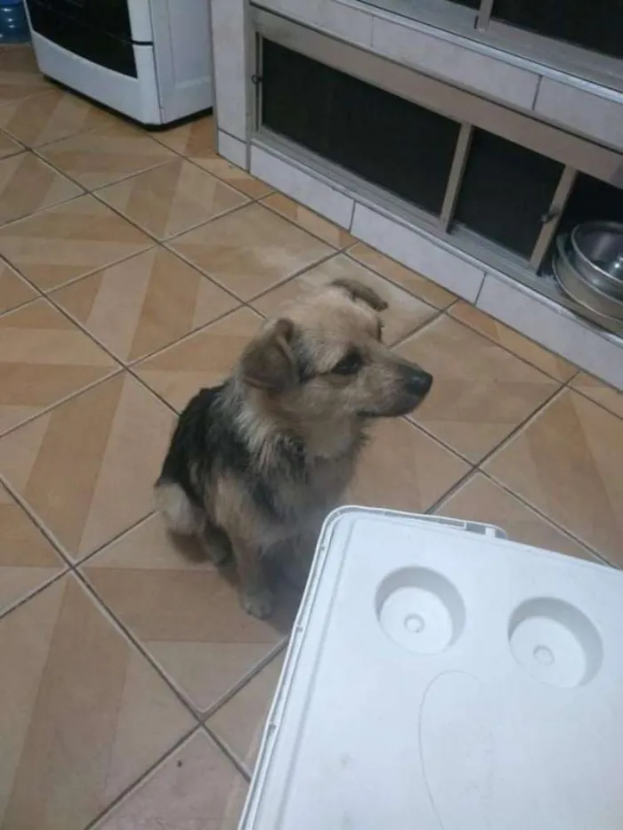 Cachorro ra a Sem raça definida idade 2 anos nome Toquinho / Mel