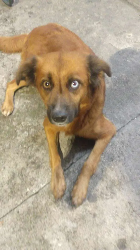 Cachorro ra a Indefinida  idade 1 ano nome Maria da paz 
