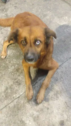 Cachorro raça Indefinida  idade 1 ano nome Maria da paz 