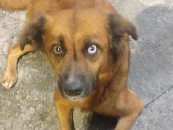 Cachorro ra a Indefinida  idade 1 ano nome Maria da paz 