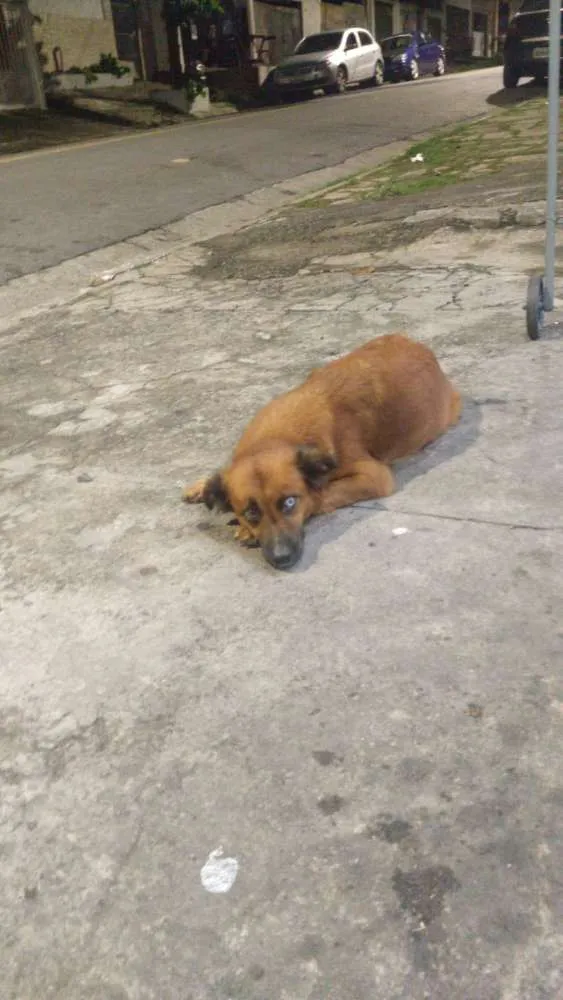 Cachorro ra a Indefinida  idade 1 ano nome Maria da paz 