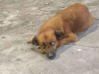 Cachorro ra a Indefinida  idade 1 ano nome Maria da paz 