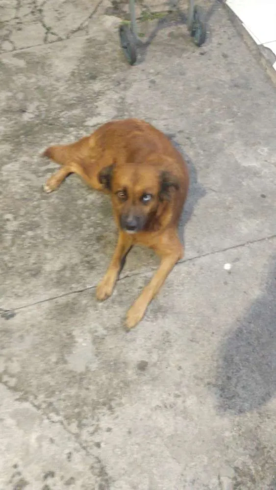 Cachorro ra a Indefinida  idade 1 ano nome Maria da paz 
