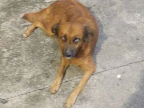 Cachorro ra a Indefinida  idade 1 ano nome Maria da paz 