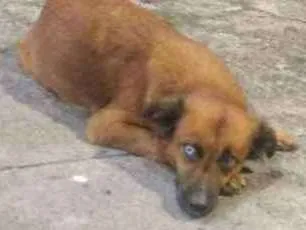 Cachorro ra a Indefinida  idade 1 ano nome Maria da paz 