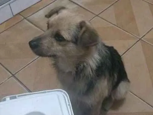 Cachorro ra a Sem raça definida idade 2 anos nome Toquinho / Mel