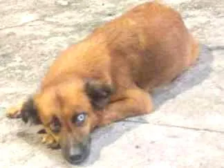 Cachorro ra a Indefinida  idade 1 ano nome Maria da paz 