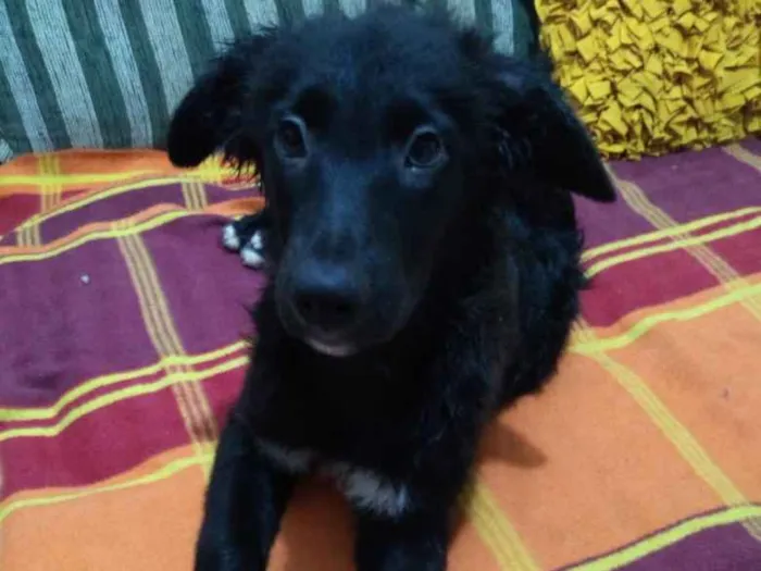 Cachorro ra a SRD idade 2 a 6 meses nome Catarina