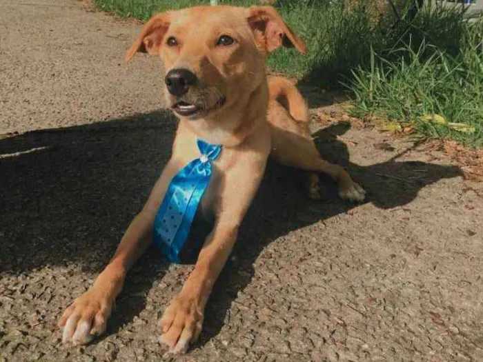 Cachorro ra a SRD idade 7 a 11 meses nome Caramelo