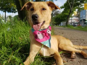 Cachorro raça SRD idade 7 a 11 meses nome Caramelo