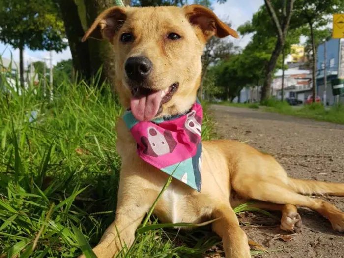 Cachorro ra a SRD idade 7 a 11 meses nome Caramelo