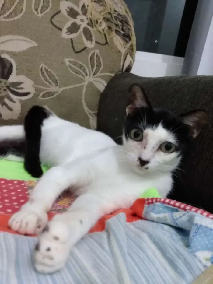 Gato raça Srd idade 2 a 6 meses nome Lize