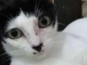Gato raça Srd idade 2 a 6 meses nome Lize