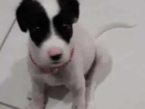 Cachorro raça Vira lata idade 2 a 6 meses nome Alicia