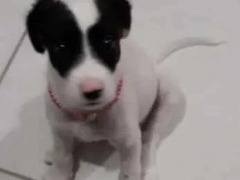 Cachorro ra a Vira lata idade 2 a 6 meses nome Alicia