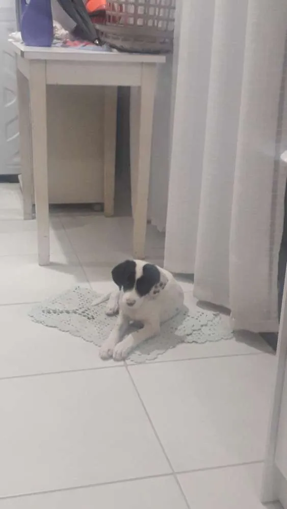 Cachorro ra a Vira lata idade 2 a 6 meses nome Alicia