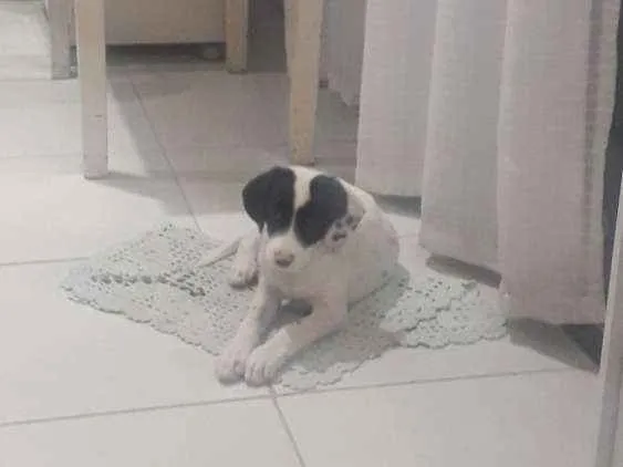 Cachorro ra a Vira lata idade 2 a 6 meses nome Alicia