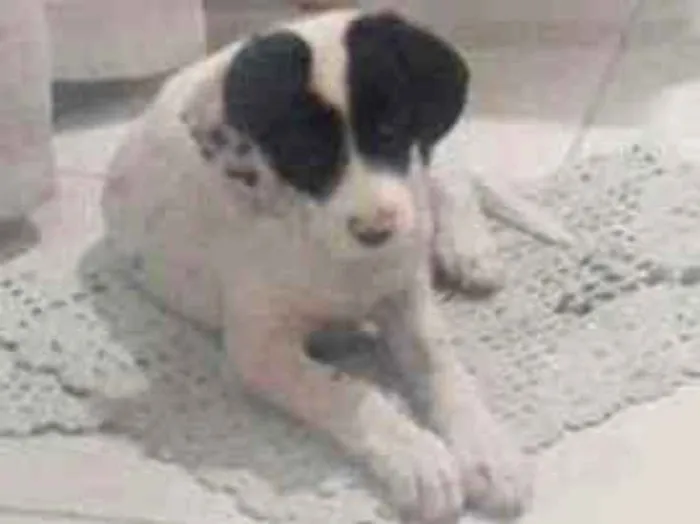 Cachorro ra a Vira lata idade 2 a 6 meses nome Alicia