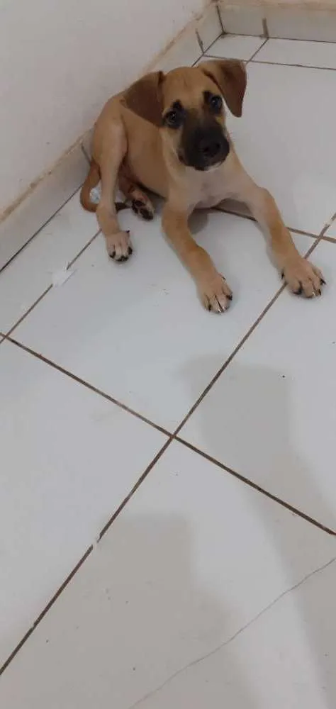 Cachorro ra a Misturado idade 2 a 6 meses nome Rex