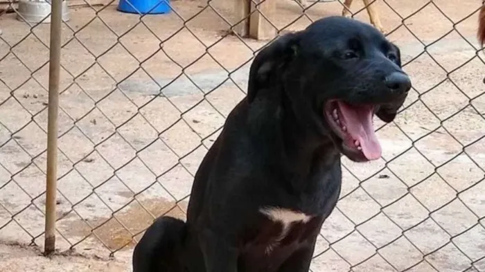 Cachorro ra a SRD idade 7 a 11 meses nome Kiara - Filhote