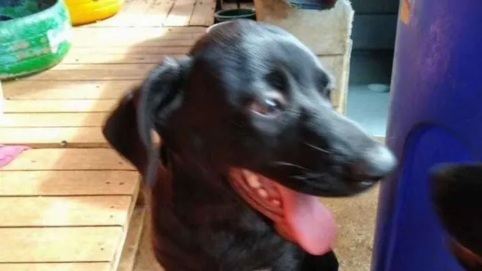 Cachorro ra a SRD idade 7 a 11 meses nome Kiara - Filhote