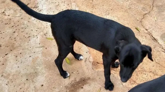 Cachorro ra a SRD idade 7 a 11 meses nome Kiara - Filhote
