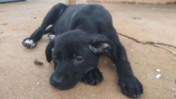 Cachorro ra a SRD idade 7 a 11 meses nome Kiara - Filhote