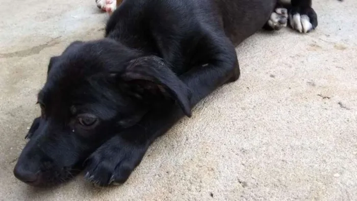 Cachorro ra a SRD idade 7 a 11 meses nome Kiara - Filhote