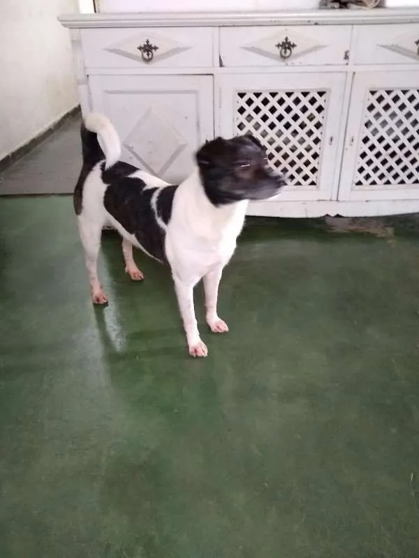 Cachorro raça SRD idade 2 anos nome Nino