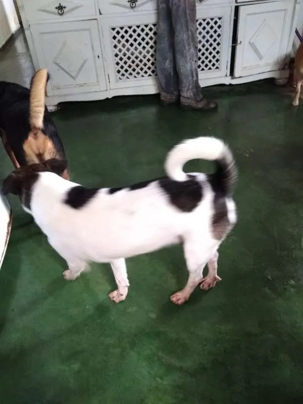 Cachorro raça SRD idade 2 anos nome Nino