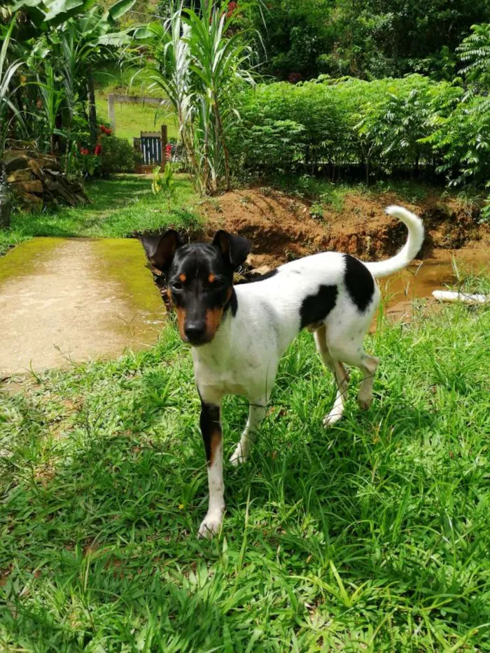 Cachorro ra a Fox paulistinha  idade 2 anos nome Golias 