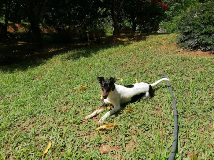 Cachorro ra a Fox paulistinha  idade 2 anos nome Golias 