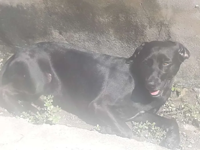 Cachorro ra a Vira-lata  idade 3 anos nome Lilico