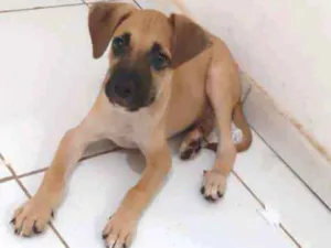 Cachorro raça Misturado idade 2 a 6 meses nome Rex