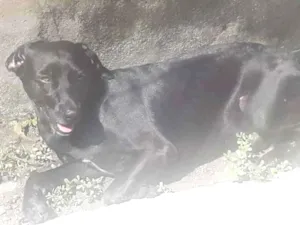 Cachorro raça Vira-lata  idade 3 anos nome Lilico