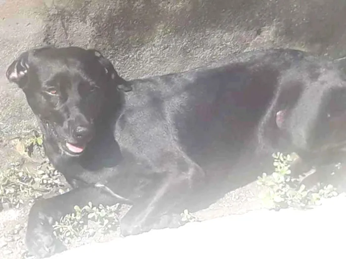 Cachorro ra a Vira-lata  idade 3 anos nome Lilico