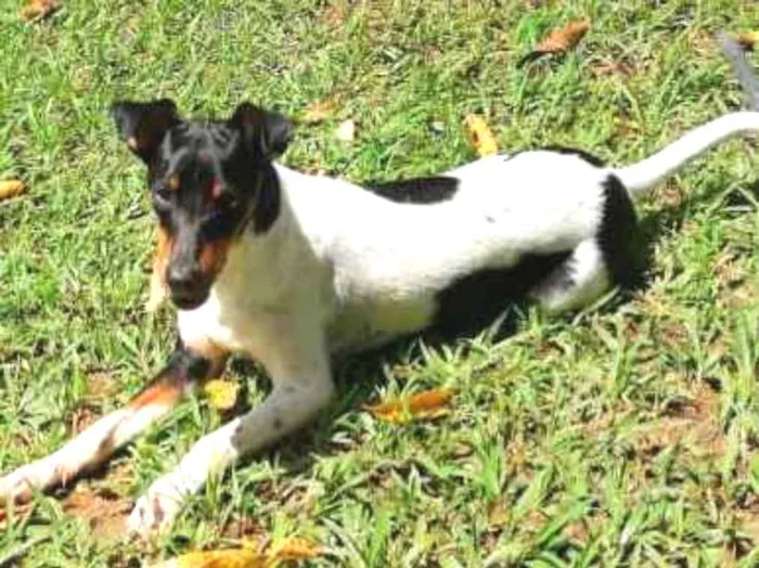 Cachorro ra a Fox paulistinha  idade 2 anos nome Golias 