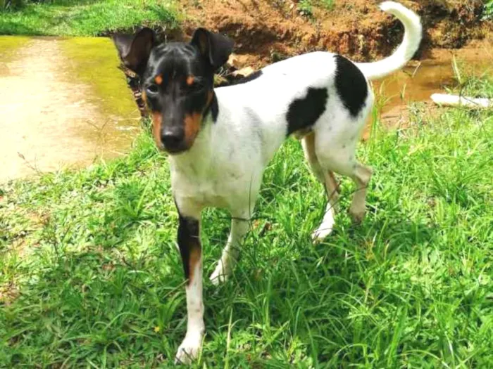 Cachorro ra a Fox paulistinha  idade 2 anos nome Golias 