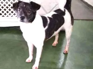 Cachorro raça SRD idade 2 anos nome Nino