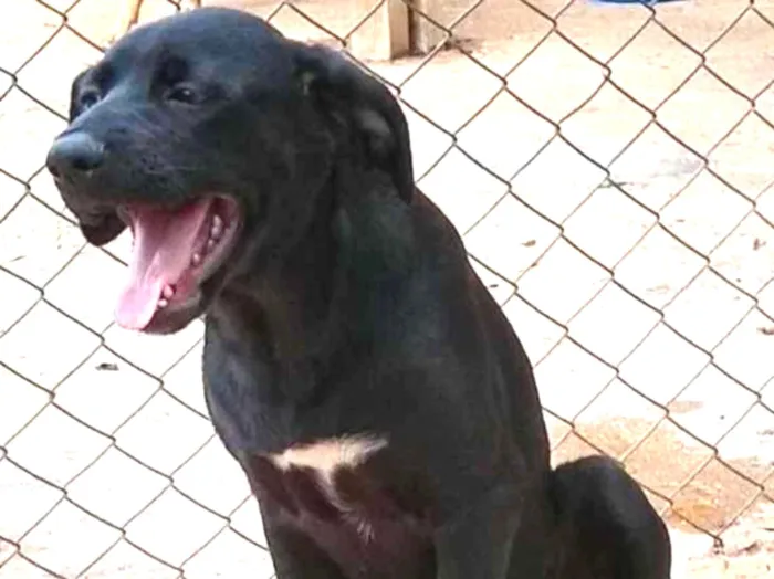 Cachorro ra a SRD idade 7 a 11 meses nome Kiara - Filhote