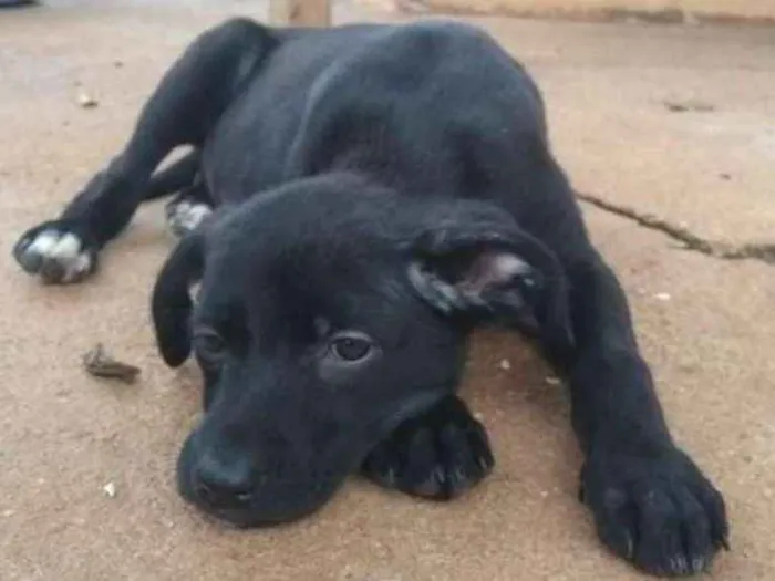 Cachorro ra a SRD idade 7 a 11 meses nome Kiara - Filhote