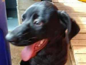 Cachorro raça SRD idade 7 a 11 meses nome Kiara - Filhote