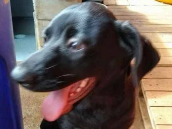 Cachorro ra a SRD idade 7 a 11 meses nome Kiara - Filhote