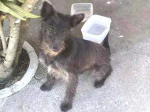 Cachorro raça Rnd idade 2 a 6 meses nome Morceguinha