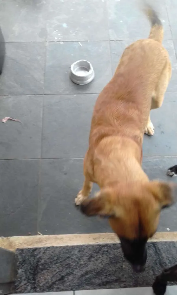 Cachorro ra a Indefinida idade 2 anos nome Simba